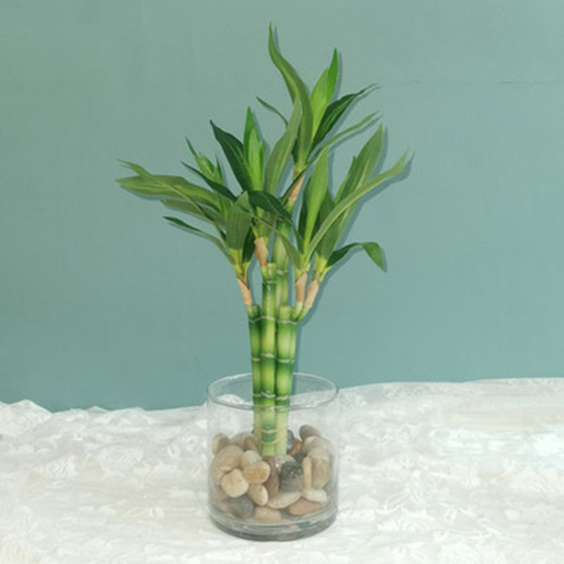 Fish Aquarium Home - Nowa 40cm sztuczna roślina Lucky Bamboo,