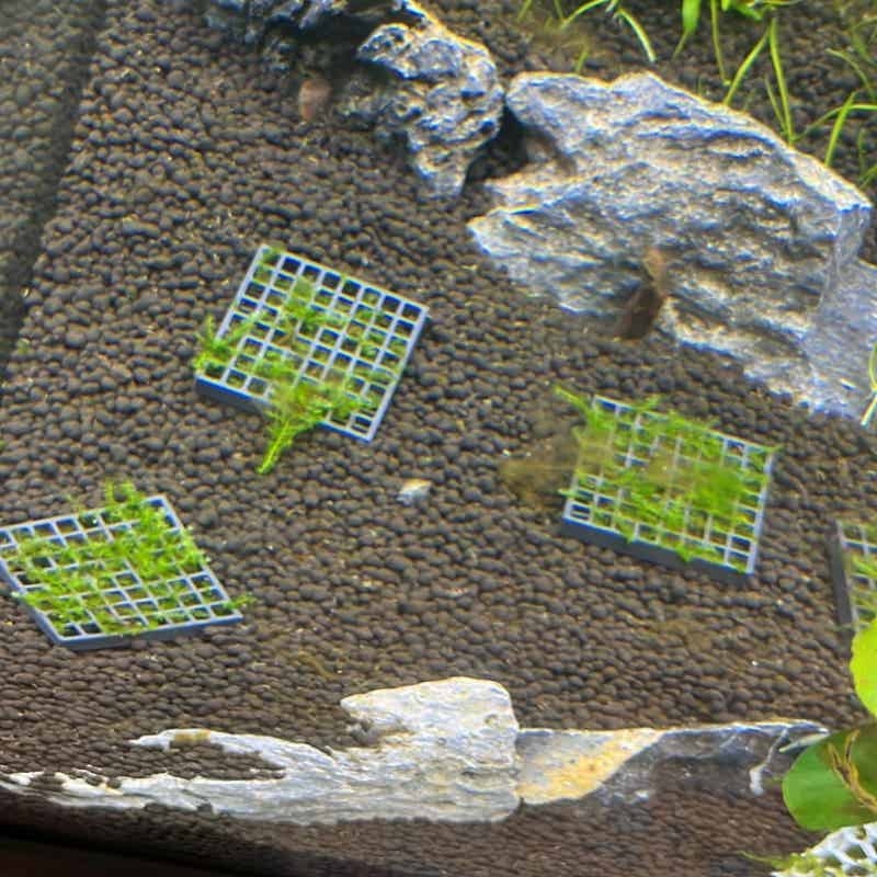 Siatka do mocowania mechu akwa – Aquarium Fish Elevator recenzja i cena