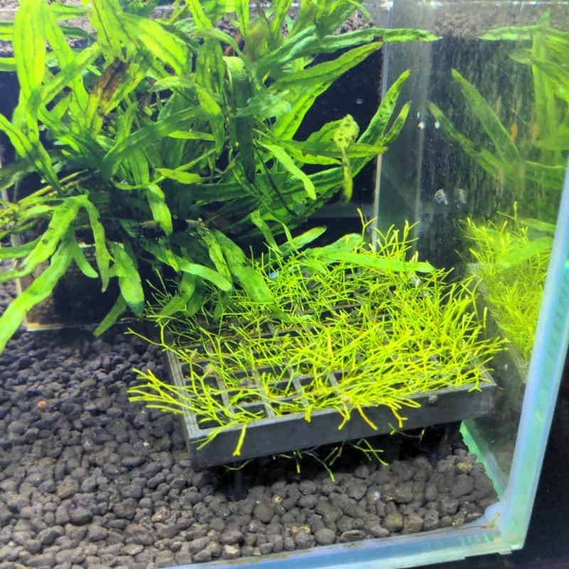 Siatka do mocowania mechu akwa – Aquarium Fish Elevator recenzja i cena